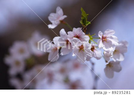 大井ふ頭中央海浜公園スポーツの森の桜2022 大井ふ頭中央海浜公園スポーツの森の桜2022 89235281