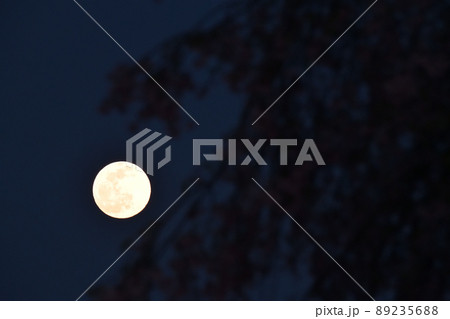 北杜市白州町、夕空に昇った四月十四夜の月と枝垂桜 89235688