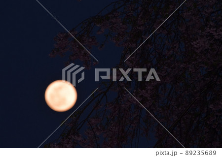 北杜市白州町、夕空に昇った四月十四夜の月と枝垂桜 北杜市白州町、夕空に昇った四月十四夜の月と枝垂桜 89235689