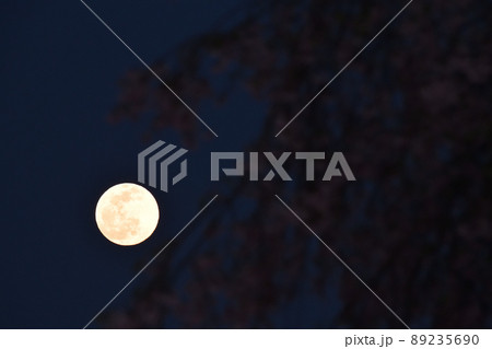 北杜市白州町、夕空に昇った四月十四夜の月と枝垂桜 89235690
