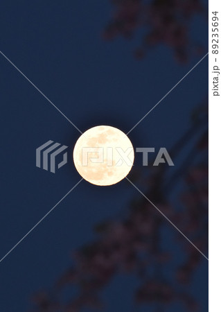 北杜市白州町、夕空に昇った四月十四夜の月と枝垂桜 北杜市白州町、夕空に昇った四月十四夜の月と枝垂桜 89235694