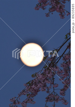 北杜市白州町、夕空に昇った四月十四夜の月と枝垂桜 89235695
