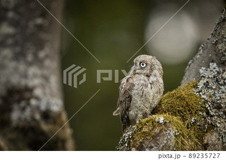 Scops Owl, Otus scops, sitting on greentree branch in the forest. Wildlife animal scene from nature. Little bird, owl close-up, nesting. Scops Owl, Otus scops, sitting on greentree branch in the forest. Wildlife animal scene from nature. Little bird, owl close-up, nesting. 89235727