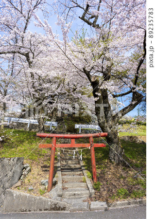 山梨県　南アルプス市　桜満開の御崎神社 89235783