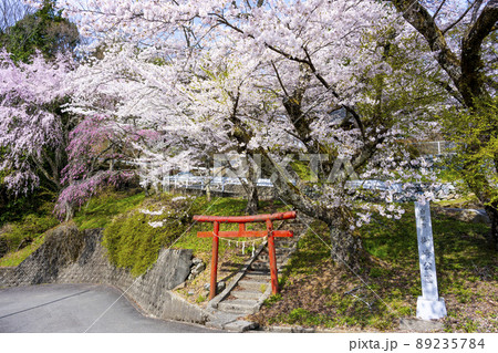 山梨県　南アルプス市　桜満開の御崎神社 89235784