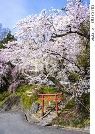 山梨県　南アルプス市　桜満開の御崎神社 89235785