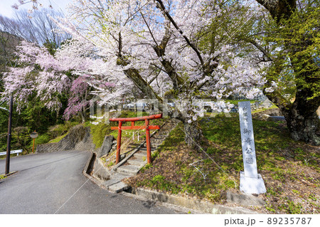 山梨県 南アルプス市 桜満開の御崎神社 山梨県 南アルプス市 桜満開の御崎神社 89235787