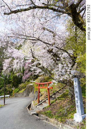 山梨県 南アルプス市 桜満開の御崎神社 山梨県 南アルプス市 桜満開の御崎神社 89235792
