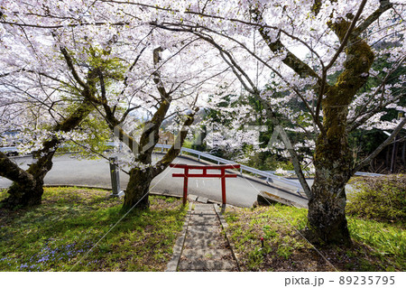 山梨県 南アルプス市 桜満開の御崎神社 山梨県 南アルプス市 桜満開の御崎神社 89235795