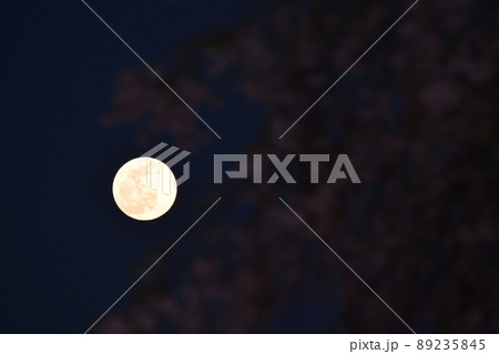 北杜市白州町、夕空に昇った四月十四夜の月と枝垂桜 北杜市白州町、夕空に昇った四月十四夜の月と枝垂桜 89235845