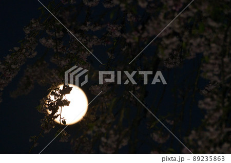 北杜市白州町、夕空に昇った四月十四夜の月と枝垂桜 北杜市白州町、夕空に昇った四月十四夜の月と枝垂桜 89235863