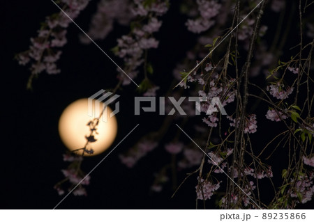 北杜市白州町、夕空に昇った四月十四夜の月と枝垂桜 北杜市白州町、夕空に昇った四月十四夜の月と枝垂桜 89235866