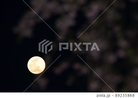 北杜市白州町、夕空に昇った四月十四夜の月と枝垂桜 89235868