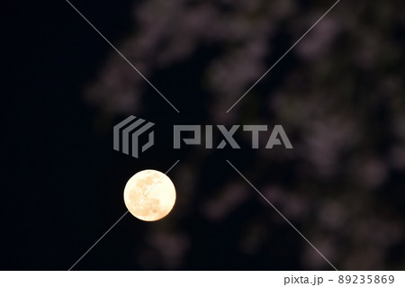 北杜市白州町、夕空に昇った四月十四夜の月と枝垂桜 89235869