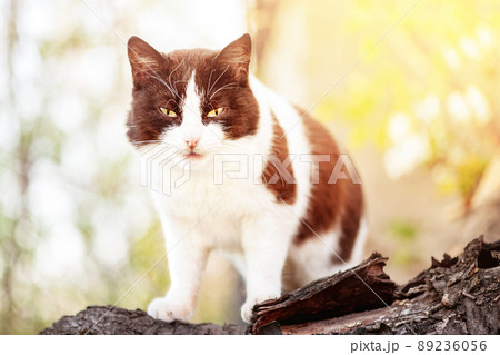 Black and white cat on a tree in the sun. Cat. Black and white cat on a tree in the sun. Cat. 89236056