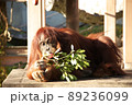 寝そべって木の実を食べる東山動物園のオランウータン 89236099