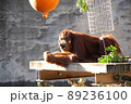 寝そべりながら声を出す東山動物園のオランウータン 89236100