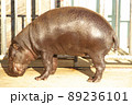 東山動物園のコビトカバの全身 89236101