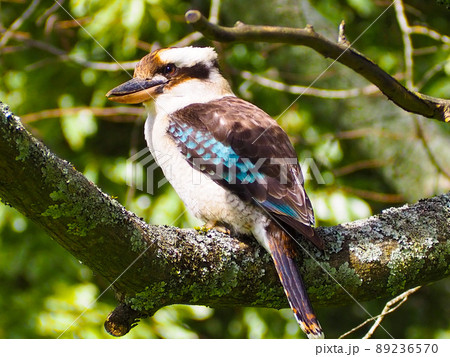 Laughing kookaburra in Australia beautiful bird 89236570
