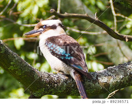 Sleeping kookaburra Australia cute blue feather Sleeping kookaburra Australia cute blue feather 89236571