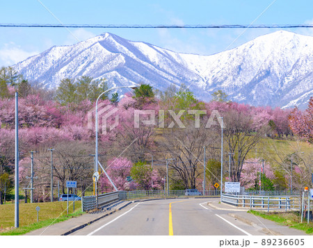 清水公園の桜 89236605