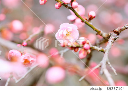 梅の花　ライトピンクしだれ梅 89237104