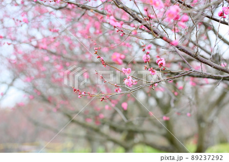 梅の花 ピンクしだれ梅 梅の花 ピンクしだれ梅 89237292