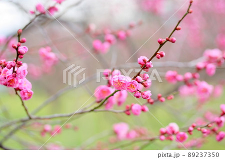 梅の花　ピンクしだれ梅 89237350