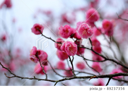 梅の花　ピンクしだれ梅 89237356