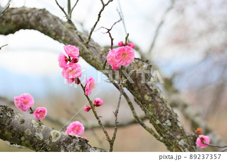 梅の花　ピンクしだれ梅 89237357