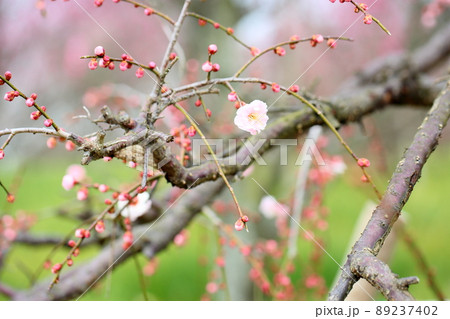 梅の花　ライトピンクしだれ梅 89237402
