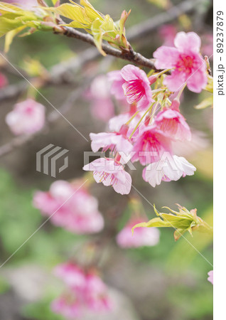 沖縄の寒緋桜 沖縄の寒緋桜 89237879