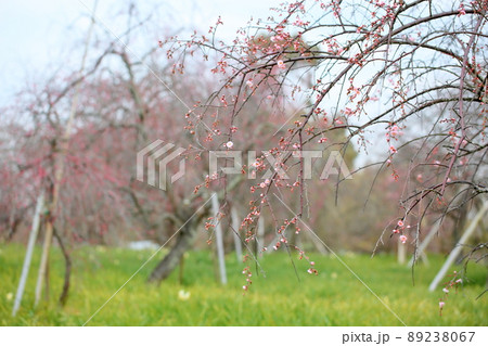 梅の花 ライトピンクしだれ梅 梅の花 ライトピンクしだれ梅 89238067