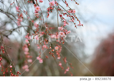 梅の花　ピンクしだれ梅 89238070