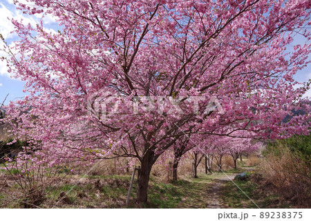 小海公園の桜 小海公園の桜 89238375