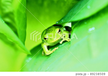 アマガエル 89238509