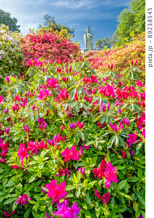 塩船観音とつつじ（縦） 89238545