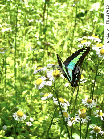 白い花に誘われて舞ってきたアオスジアゲハの写真素材 [89238615] - PIXTA