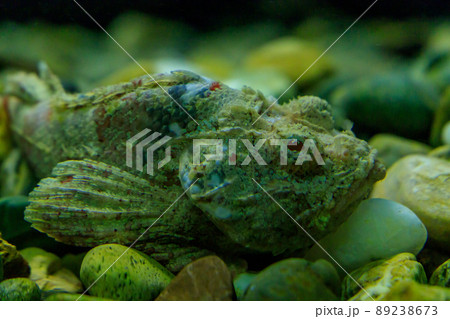 石に擬態しているオニオコゼ 89238673