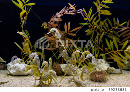 沢山のタツノオトシゴとツガルウニ 89238681