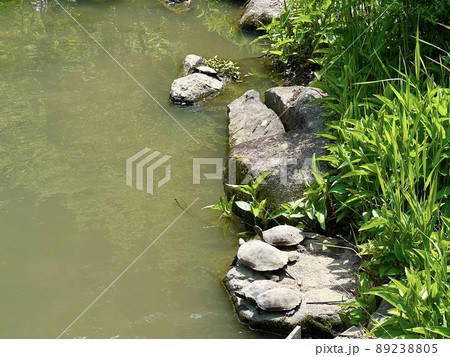 夏の池の岩の上で気持ち良さそうに日光浴するカメたち 89238805
