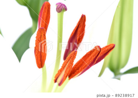 ゆりのはな ゆりのはな 89238917