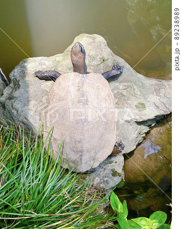 夏の水辺の石の上で気持ち良さそうに日光浴する真上から見たイシガメ 夏の水辺の石の上で気持ち良さそうに日光浴する真上から見たイシガメ 89238989