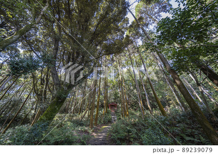 小牧山中の吉五郎稲荷社 小牧山中の吉五郎稲荷社 89239079