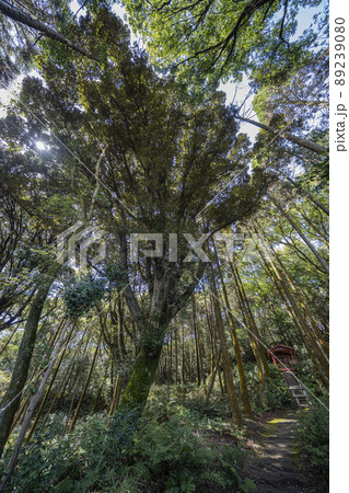 小牧山山中の吉五郎稲荷社 小牧山山中の吉五郎稲荷社 89239080