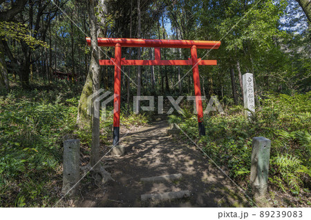 小牧山吉五郎稲荷の赤鳥居 89239083