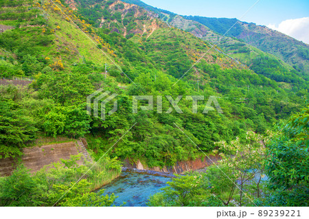 足尾砂防ダム 自然環境再生 銅橋から下流方面の眺め 初夏の風景 足尾砂防ダム 自然環境再生 銅橋から下流方面の眺め 初夏の風景 89239221