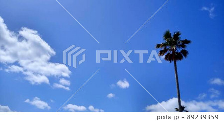 青い空と白い雲～ヤシの木がある風景　 89239359