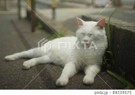 オールドレンズ・ジュピター8で撮影した、福岡・新宮漁港に住む猫 89239375