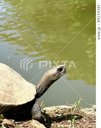 夏に水辺の石の上で日光浴しているイシガメ 89239382